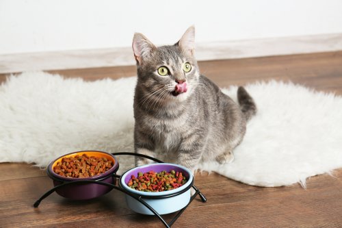 Jaga Kucing Anda Agar Tetap Sehat Dengan 10 Rekomendasi Makanan Kucing Berkualitas Ini