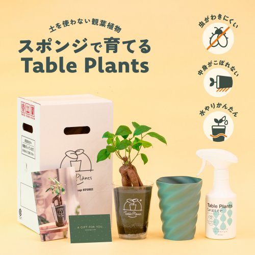 初心者にもおすすめのインテリアグリーン「土を使わない観葉植物Table