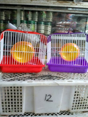 Ingin Memelihara Hamster Yang Lucu Ini Intip Tips Perawatan Hamster Dan 10 Rekomendasi Perlengkapan Yang Harus Dimiliki