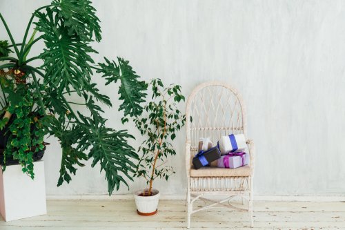 母の日ギフトに人気の観葉植物 おすすめ通販ランキングtop15 ベストプレゼントガイド