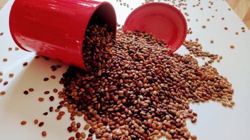 Know about the Magic Legume(2021): Take a Look at Horse Gram, the Miracle  Pulse, and How It Can Benefit Our Health.
