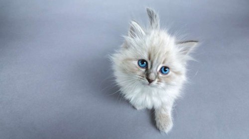 Bikin Kucing Kesayanganmu Wangi Sepanjang Hari Dengan 10