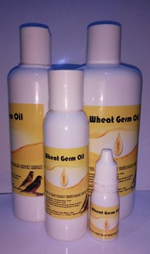 Tips Perawatan Cucak Ijo Agar Bersuara Merdu Dan 10 Rekomendasi