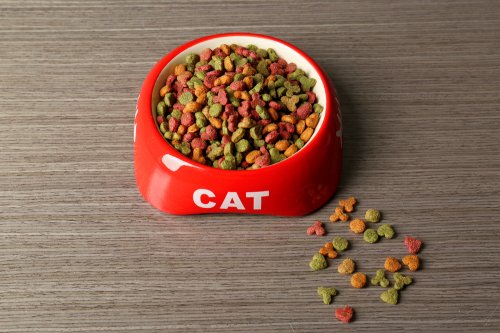 Jaga Kucing Anda agar Tetap Sehat dengan 10 Rekomendasi Makanan 