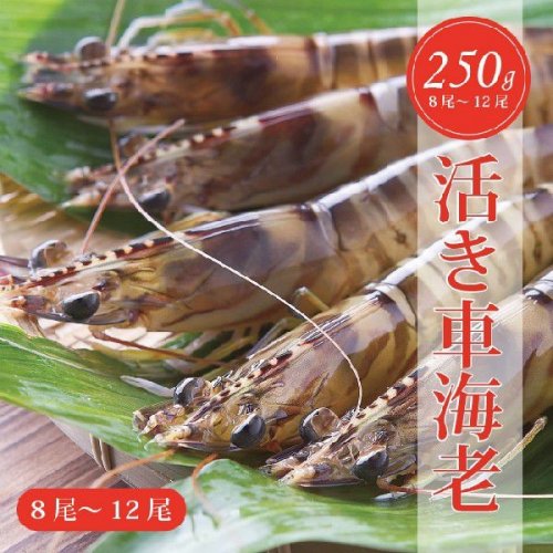 人気の美味しいエビギフト 通販 お取り寄せ21 活エビやエビシュウマイなどおすすめをご紹介 ベストプレゼントガイド