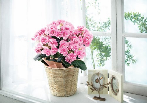 母の日にはあじさいのプレゼントが定番人気 かわいい万華鏡など話題の品種を厳選紹介 ベストプレゼントガイド