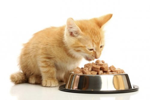 Bikin Kucing Bahagia! Inilah 10 Rekomendasi Snack Kucing 