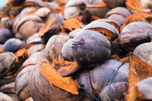 Cara Membuat Tempat Tisu Dari Batok Kelapa Sebuah Tempat