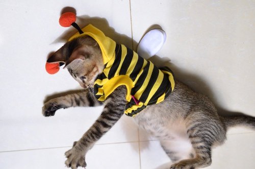 Kucing Lebih Imut Setelah Pakai 10 Baju Kucing Ini