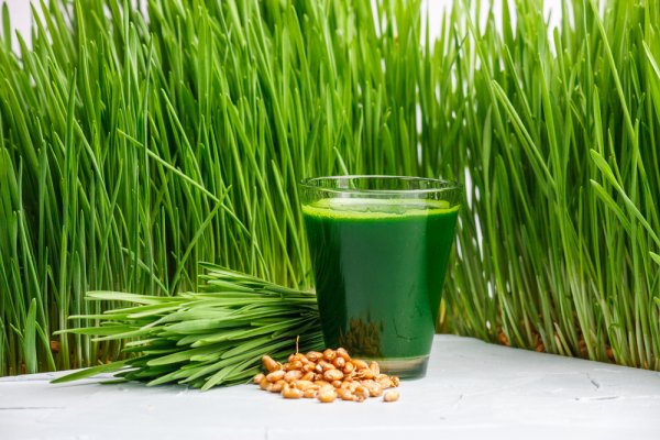 Discover the Numerous Health Benefits of Wheatgrass and How to Use Wheatgrass, Plus the Best Wheatgrass Powders Available in India (2020)
