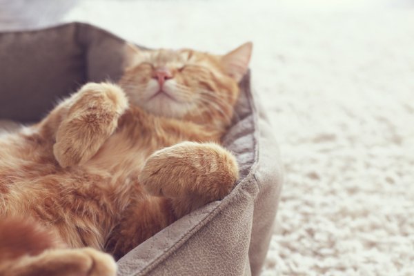Dijamin Betah di Rumah! Inilah 10 Tempat Tidur Kucing yang Nyaman dan Berkualitas (2023)