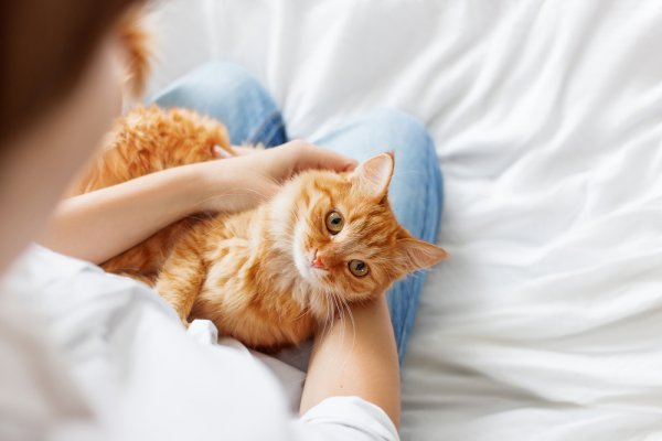 Rekomendasi Tempat Tidur Kucing Terbaik untuk Memanjakan Kucing Kesayangan Anda (2020)