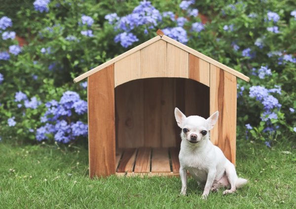 10 nhà cho chó ngoài trời bền đẹp và sang chảnh cho cún yêu của bạn (năm 2022)