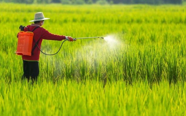 10 gợi ý các loại thuốc diệt cỏ trên thị trường vừa an toàn vừa hiệu quả (năm 2023)