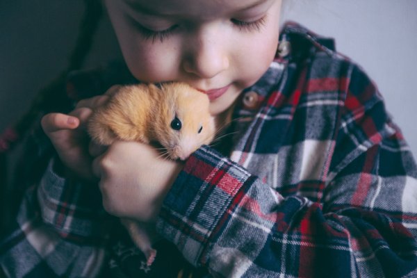 Ở đâu bán chuột hamster nhanh nhẹn và khỏe mạnh tại Sài Gòn? (năm 2022)