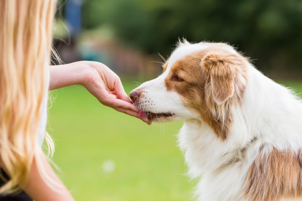 Top Picks for the Best Dog Treats for Training, Dental Health, Fun, and Special Occasions(2020)! Stock up on Some Tasty Rewards for Your Pup! 