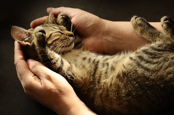 Gunakan 9 Rekomendasi Alat Perawatan Ini untuk Merawat Kucing Anda (2023)