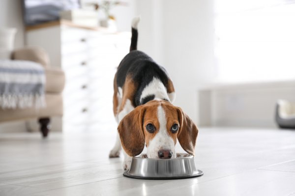 Kebutuhan Nutrisi Anjing Bisa Dipenuhi dari 10 Rekomendasi Makanan Anjing Terbaik Ini! (2023)