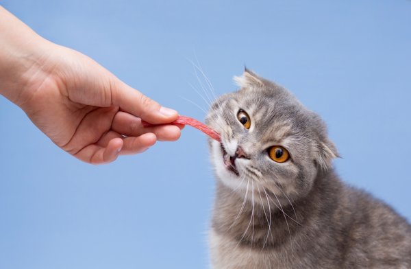 15 Rekomendasi Snack Kucing sebagai Makanan Tambahan (2023)