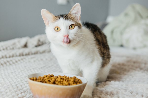 Temukan di Sini! 15 Rekomendasi Dry Food Kucing untuk Gizi Optimal dalam Setiap Gigitan (2023)