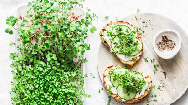 Need Some Fresh Ideas for How to Eat Your Microgreens(2021)? 10 Best Ways to Take Your Beautiful Microgreens to Your Dining Table.
