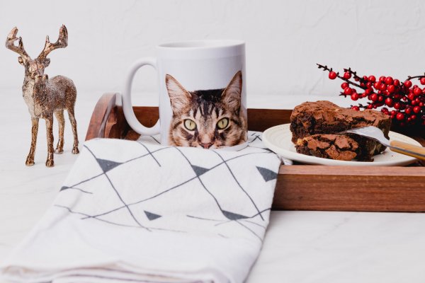 Gift Shopping for a Cat Lover? 10 Gifts That Will Make Cat Lovers Go Catnip-Crazy (2019)