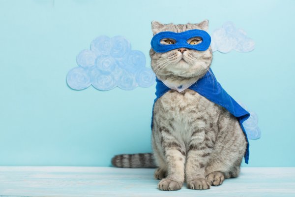 Biar Si Kucing Makin Menggemaskan, Pakaikan 10 Rekomendasi Baju Kucing Ini untuk Hewan Kesayanganmu (2019)