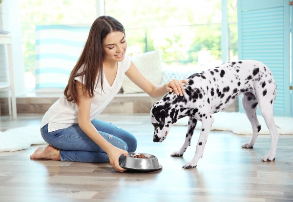 अपने पालतू कुत्ते को तंदरुस्त और स्वस्थ रख कर मालिक होने का फर्ज निभायें : आपके कुत्ते के लिए 10 सबसे अच्छे ट्रीट्स  जो आप ऑनलाइन खरीद सकतें है।(2020) 