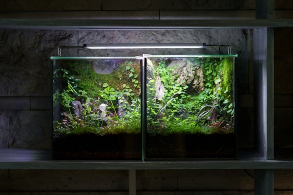 15 Rekomendasi Aquarium Mini yang Memukau: Membawa Keindahan Laut ke Dalam Ruangan Anda (2023)