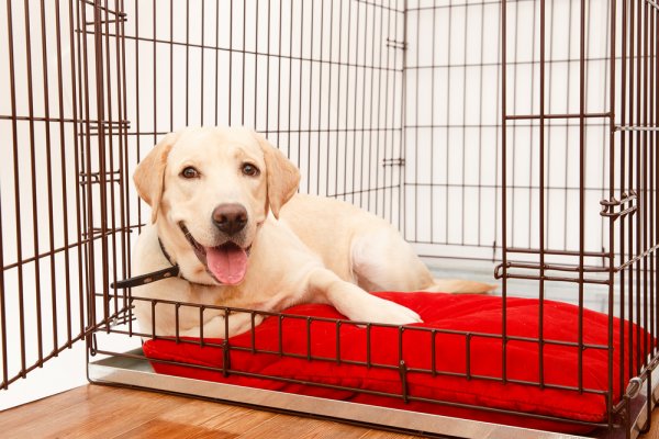 Berikan Tempat yang Aman dengan Memilih 15 Rekomendasi Kandang Anjing untuk Hewan Kesayangan Anda (2023)
