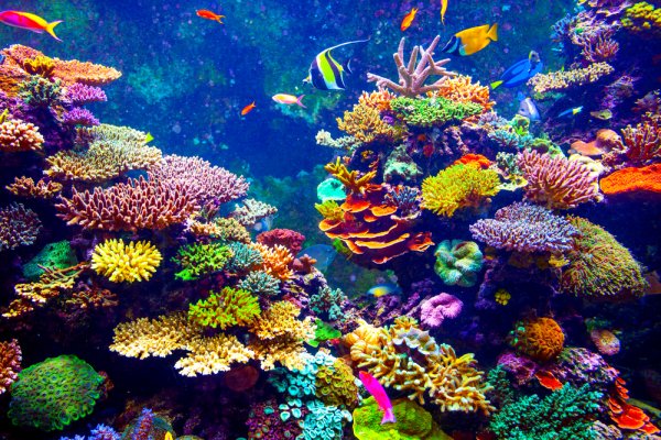 Tìm hiểu san hô là gì? Khám phá 5 địa điểm ngắm san hô đẹp nhất ở Việt Nam (năm 2022)