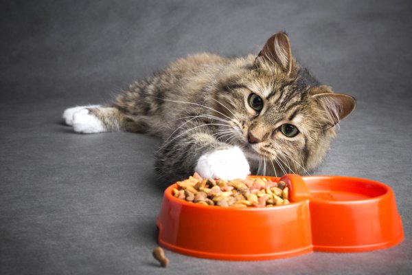 Gợi ý 10 loại hạt cho mèo cung cấp đầy đủ dinh dưỡng cho "boss" nhà bạn (năm 2023)