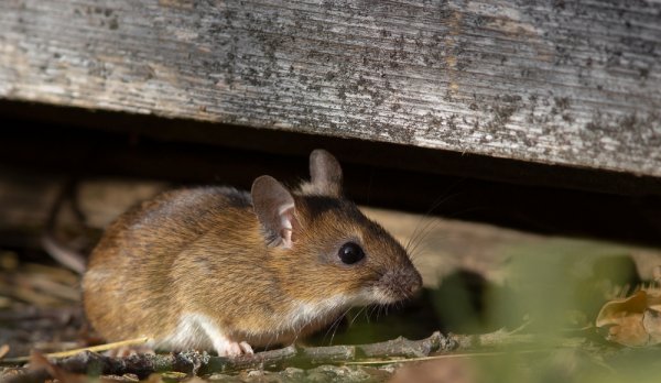 Awas Tikus Bisa Merusak Rumah! Ini 15 Rekomendasi Racun Tikus Paling Ampuh dengan Harga Terjangkau (2023)