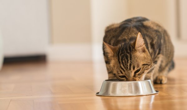 10 Rekomendasi Makanan Kering Kucing Berkualitas untuk Si Manis Kesayangan (2023)