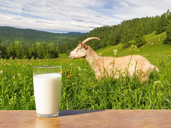 10 Rekomendasi Susu Kambing Terbaik untuk Tubuh Lebih Sehat di 2023!