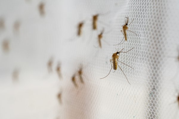 10 Tips Ini Dijamin Ampuh untuk Mengusir Nyamuk Saat Musim Hujan