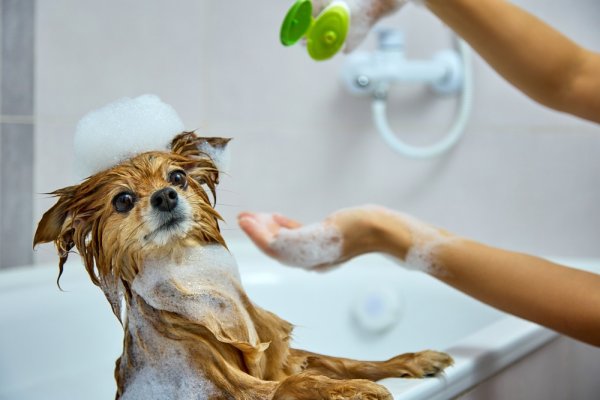 15 Rekomendasi Shampo Anjing yang Bagus untuk Bulu! (2023)