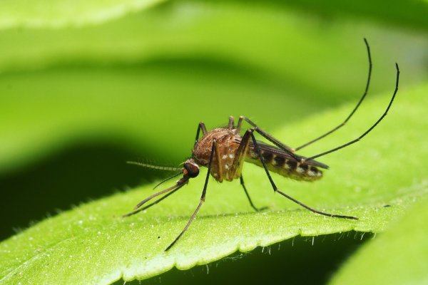 10 Rekomendasi Lotion Anti Nyamuk Paling Ampuh dan Nyaman di Kulit (2023)