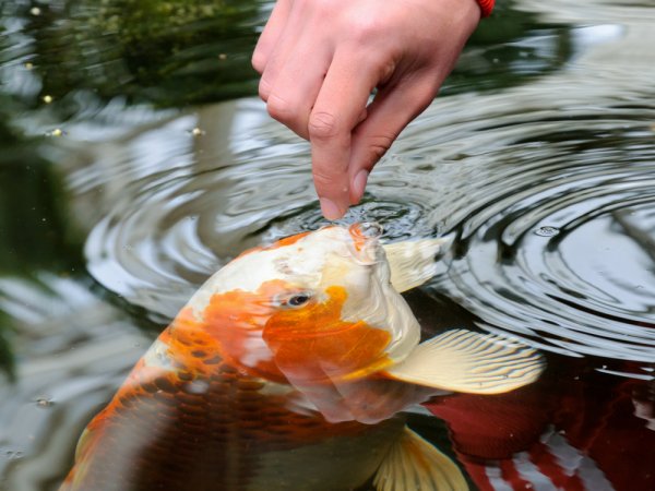 10 Rekomendasi Makanan Ikan yang Paling Pas Memenuhi Kebutuhan Harian Ikan Hias Anda