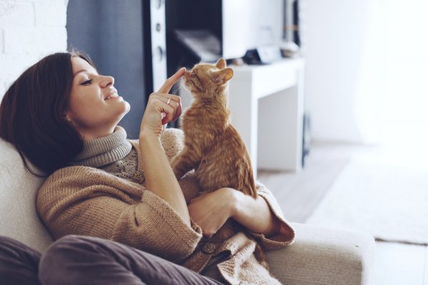 Kamu Cat Lover? Inilah 10 Perlengkapan Kucing yang Wajib Kamu Miliki agar Kucing Selalu Bahagia