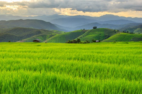 Bạn đã biết ở đâu đồng lúa bạt ngàn mênh mông chưa? Cùng chiêm ngưỡng 10 cánh đồng lúa đẹp bình dị mà mê lòng người ở nước ta (năm 2022)