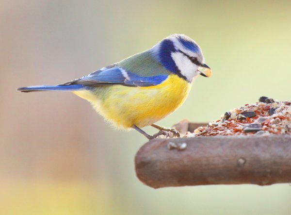 15 Rekomendasi Pilihan Makanan Nutrisi untuk Burung Kesayangan (2023)