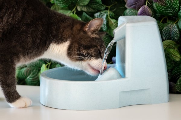10 Tempat Minum Kucing Berkualitas Agar Anabul Tidak Dehidrasi (2023)