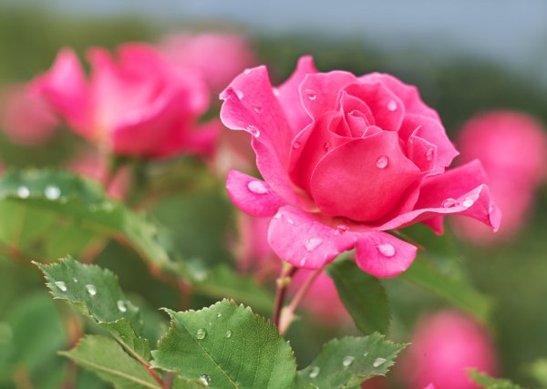 Tìm hiểu ý nghĩa thú vị của hoa hồng theo màu sắc và số lượng bông