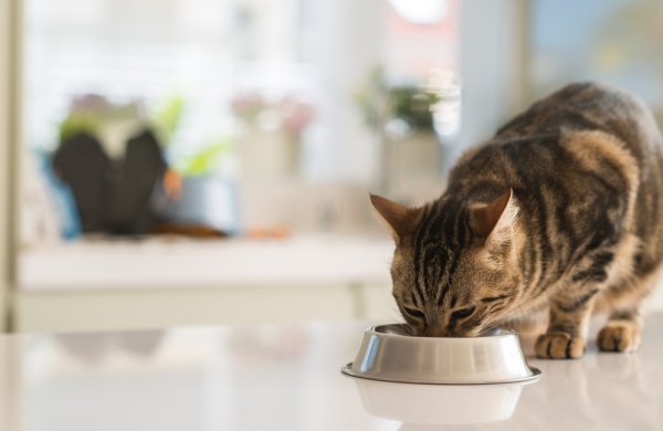 Kucing Makan Berantakan? Inilah 10 Rekomendasi Tempat Makan Kucing Anti Tumpah! (2023)