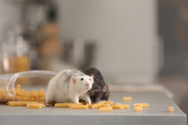 Banyak Tikus di Rumah? Yuk, Usir dengan 10 Rekomendasi Alat Pengusir Tikus yang Ampuh (2020)