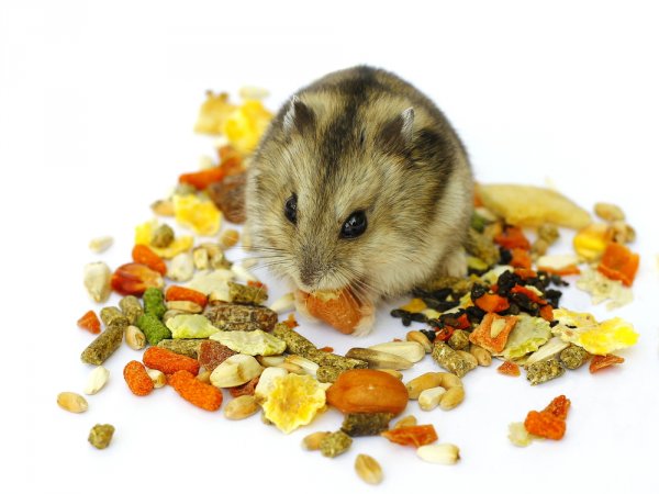 15 Rekomendasi Pilihan Tepat agar Tidak Lagi Pusing Memikirkan Hamster Makan Apa (2023)