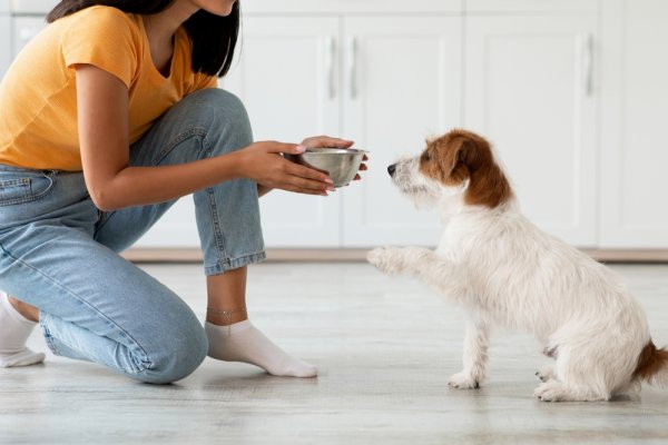 10 Rekomendasi Makanan Anjing Termurah Namun Punya Kualitas yang Baik!	
