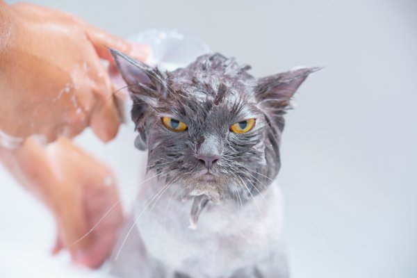Anti Kutu dan Bau! Ini 10 Rekomendasi Shampo Kucing Terbaik dan Manfaat Lainnya (2023)
