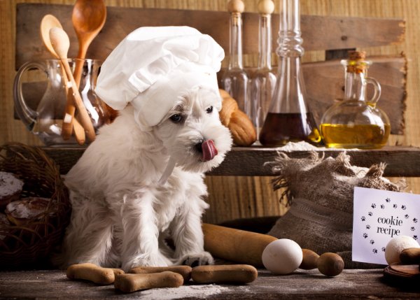 Do You Want a Healthier and Happier Pet? Learn How to Make Cakes for Dogs with These 10 Great Cake Recipes for Your Furry Best Friend (2019)